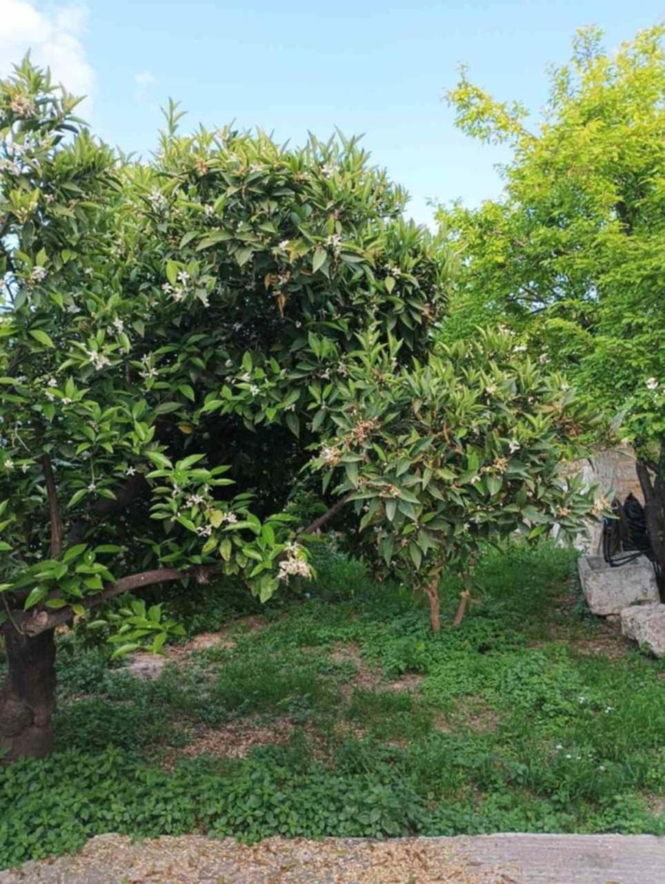 Aνεξάρτητη Παραδοσιακή Πέτρινη Κατοικία Corinth Екстериор снимка